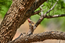Colorful Male House Finch Perched On Limb Of Mesquite Tree In West Texas Desert