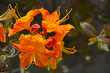 pomarańczowe kwiaty azalii, kwitnący różanecznik, azalia, rododendron (Rhododendron), odmiana Gibraltar, variety Gibraltar, wiosenne kwiaty, spring flowers 