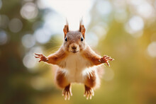 Red Squirrel Jumping. Red Squirrel In The Forest Looking At The Camera. Flying Squirrel. Red Squirrel Jumps Towards The Camera, Isolated On A Green Background