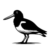 Australian Pied Oystercatcher Vector Logo Art