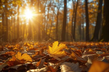 Poster - Sun shining through the trees in the woods. Perfect for nature and outdoor themes