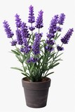 Fototapeta Lawenda - A potted plant with purple flowers on a white background. Suitable for home decor or gardening-related designs