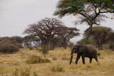 Fototapeta Sawanna - african wildlife, elephants