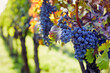 View into the vineyard row of ripe hanging blue grapes