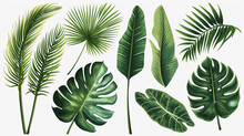 A Set Of Tropical Leaves Isolated On A White Background. Beautiful Tropical Exotic Foliage. Illustration