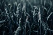Photo of dark, moody wheat fields. The image depicts close up shots of wheat stalks.