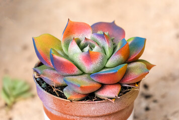 Wall Mural - Succulent plant Echeveria (lat.- Echeveria) painted in different colors