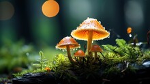 Glowing Orange Mushrooms In The Forest
