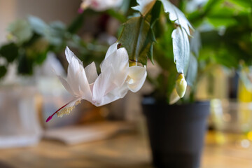 Wall Mural - Macro abstract defocused view of delicate white flower blossoms in bloom on a schlumbergera truncata (Thanksgiving cactus) plant