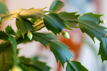 Wall Mural - Macro abstract defocused view of delicate white flower blossoms in bloom on a schlumbergera truncata (Thanksgiving cactus) plant