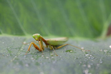 Wall Mural - Praying Mantis in Natural Life's