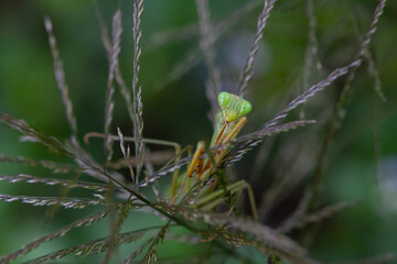 Wall Mural - Praying Mantis in Natural Life's