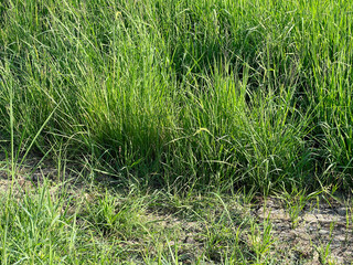 green grass in nature garden