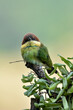 The chestnut-headed bee-eater perched on a tree