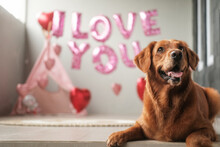 A Dog Of The Golden Retriever Breed Lies On A Background Of Balloons In The Shape Of Red Hearts And The Inscription I Love You, With A Funny Face. Valentines Day Celebration For A Pet Store. Honeymoon