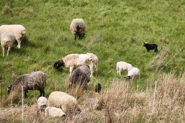 Herd of sheep grazing in a grassy meadow behain a fence on a spring day in Lohnsfeld, Germany.