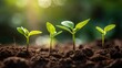 © setiadio - Growth Trees concept. Beautiful green seedlings nature background