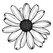© hyam - beautiful monochrome, black and white daisy flower