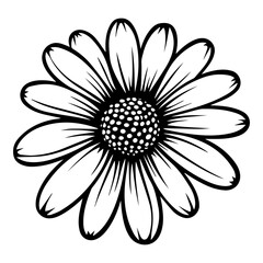 beautiful monochrome, black and white daisy flower