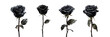 Set of black rose isolated on a transparent background