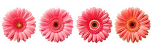 Set Of Gerbera Top View Isolated On A Transparent Background