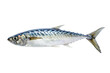 Nice shaped Pacific saury (Cololabis saira / mackerel pike / Sanma ) isolated on white