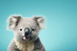 koala isolated on blue background , copy space for text