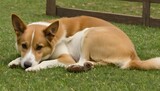 Fototapeta Psy - border collie puppy