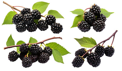 Wall Mural - Set of branches of delicious ripe blackberries, cut out