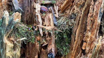 Old decaying rotting tree stump with growing green moss and little bark bug holes in a forest in Marbella Malaga, nature in Spain, 4K shot