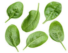 Spinach Leaves On White Isolated Background