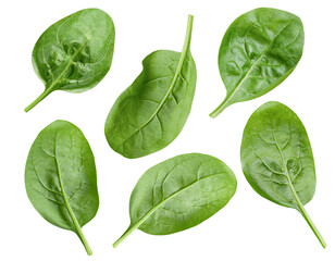 Wall Mural - spinach leaves on white isolated background