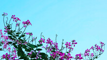 Magenta-flowered Camel's-foot Asian Orchid Tree Bauhinia Blakeana With Blue Sky Background