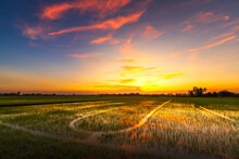 Scenic View Landscape Of Rice Field Green Grass With Field Cornfield Or In Asia Country Agriculture Harvest With Fluffy Clouds Blue Sky Sunset Evening Background.