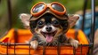 Funny cute chihuahua puppy riding bike cage bicycle basket wearing an aviator hat and goggles