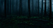 dark and eerie woods in the night