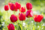 Fototapeta Kwiaty - Red tulip. Field of tulips. Light green background and bokeh