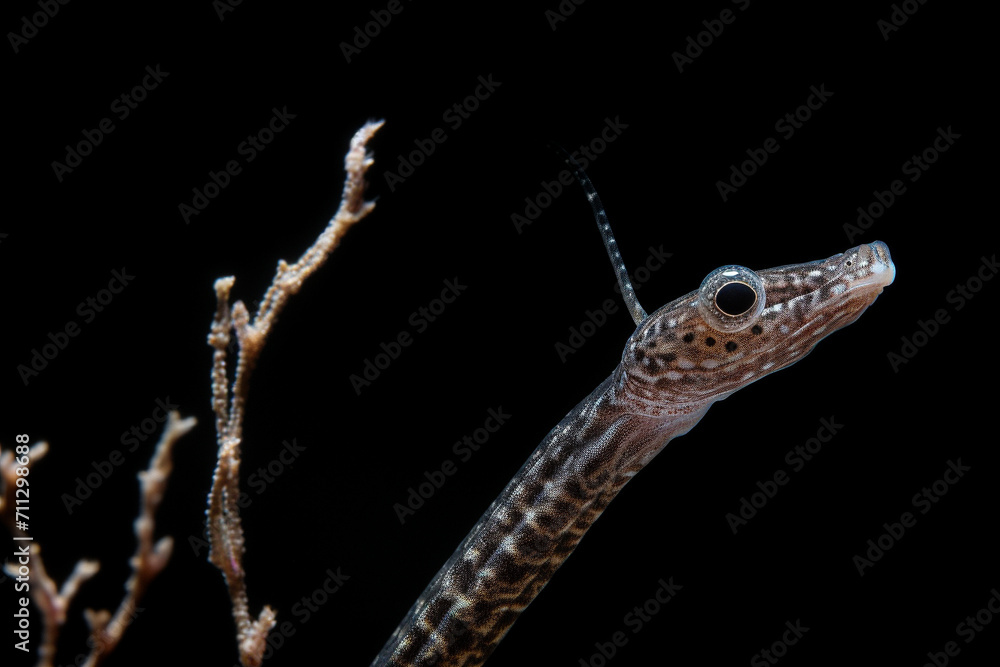 sea horse, pipefish, sea dragon, animal, isolated, white, nature, close ...