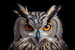 owl, bird, beak, animal, eyes, feather, wildlife, nature, predator, eye, portrait, bird of prey, wild, feathers, brown, prey, bubo bubo, wise, closeup, hunter, raptor, wisdom, birds