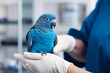 Veterinarian Holding a Blue Parrot. Veterinary Examining. Cropped Image. Professional Doctor with a Stethoscope Caring a Parakeet. Healthy Pet. Check Up Visit in Modern Vet Clinic