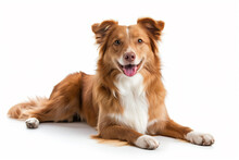 A Beautiful, Adorable Collie Breed Scottish Shepherd Dog With Shiny Well-groomed Coat Lies Full-length And Stares Into The Camera Against A White Background.