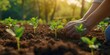 Close up of a person hands planting seedlings in soil at sunrise with a forest in the background.
