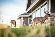 Wildlife View With Deer Grazing Near Prairie Homes Eaves