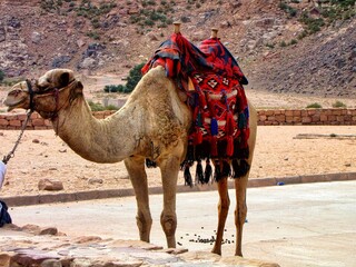 Canvas Print - Wadi Rum, Jordan