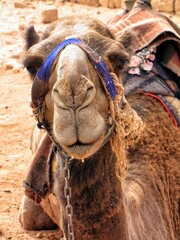 Canvas Print - Wadi Rum, Jordan