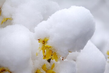 Poster - Forsythie im Schnee