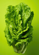 Leinwandbild Motiv Nature organic vegetarian leaves green food fresh salad lettuce nutrition plant healthy vegetables