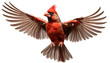 northern cardinal bird isolated in flight png. red winged blackbird png. red bird in flight png. winter bird flying
