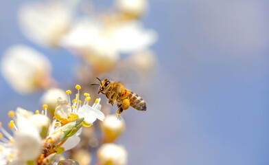 Flying honey bee collecting pollen from tree blossom. Bee in flight over spring background.