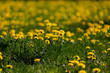 A lawn with lots of dandelions in the bright sun. Allergy to blooms and pollen